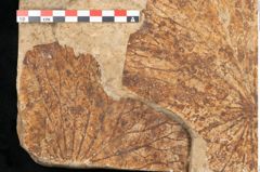 Foto (Detailansicht) von Nelumbium buchii Ettingshausen (NHMW-GEO-2024-0188-11575)